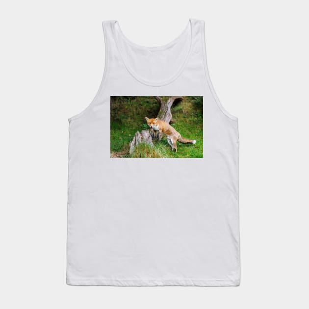 Fox (Vulpes vulpes), a British native mammal Tank Top by GrahamPrentice